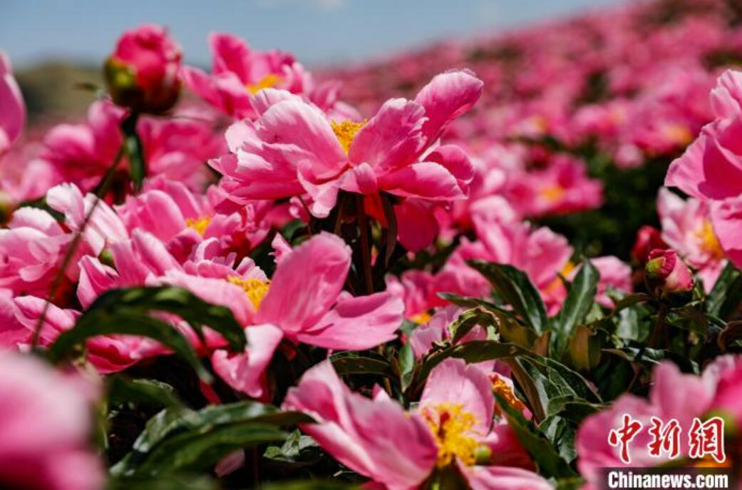 シャクヤクの花畑（撮影?許吉年）。