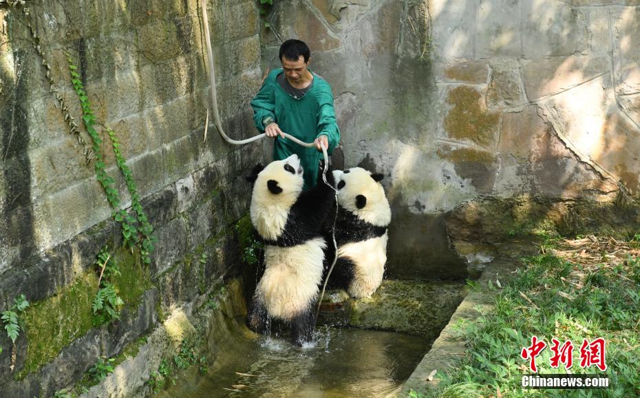 重慶動物園で、「星星」（シンシン）と「辰辰」（チェンチェン）に水浴びをさせる飼育員（撮影?周毅）。