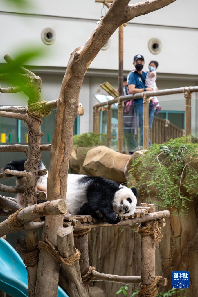 8月20日、マレーシア?クアラルンプール近郊にあるマレーシア國立動(dòng)物園ジャイアントパンダ保護(hù)センターで、木の臺(tái)の上で寢転がるパンダの「誼誼（イーイー）」（撮影?朱煒）