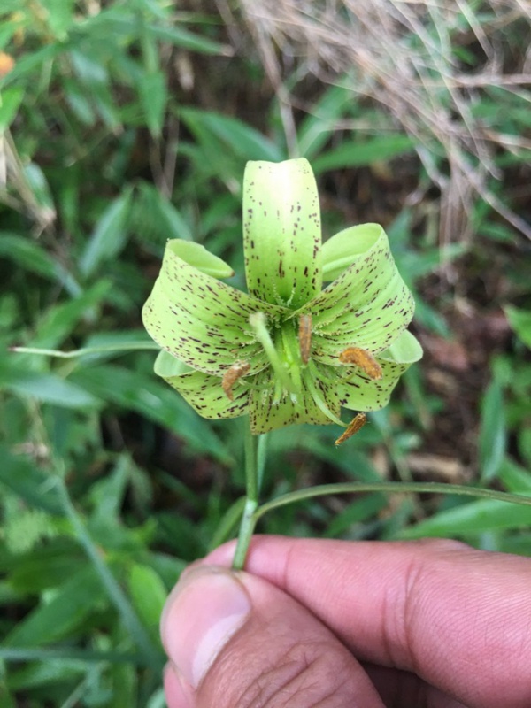 リリウム?ファルゲシーの花弁（提供?重慶陰條嶺國家級自然保護區管理センター）