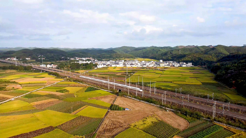 南寧市興寧區の高速鉄道沿いに広がる黃金色の美しい稲田（寫真提供?興寧區融合メディアセンター）。