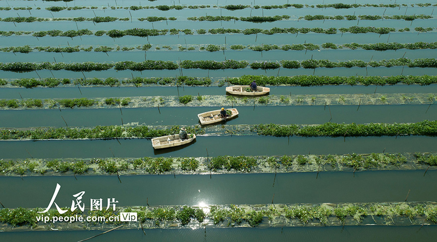 江西省新余市渝水區姚圩鎮の魚類?野菜共生栽培養殖基地でボートを操りながら、空心菜の収穫を行う農民（撮影?趙春亮）。