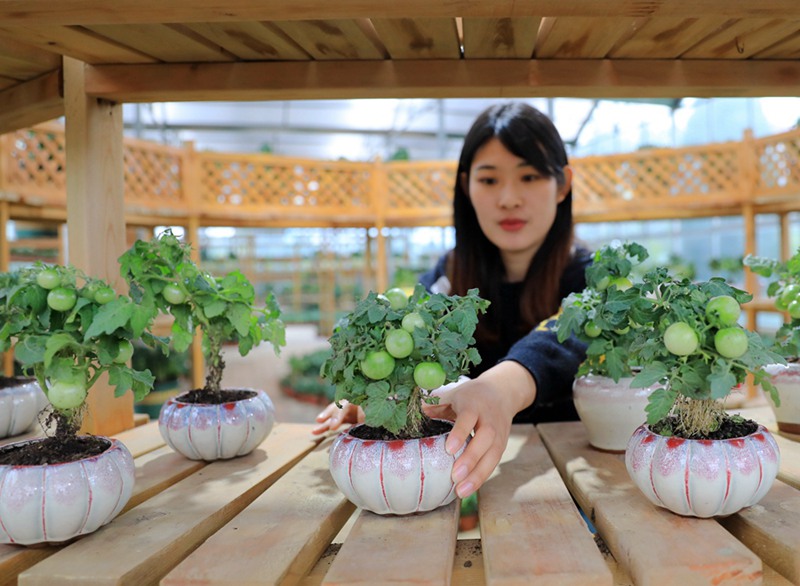 小さな鉢に植えた野菜の手入れをする花卉農家（撮影?丁華明）。