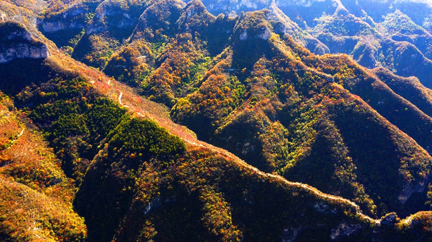 河北省邯鄲市渉県偏城鎮荘子嶺の紅葉大渓谷に広がる秋景色（撮影?楊彥忠）。