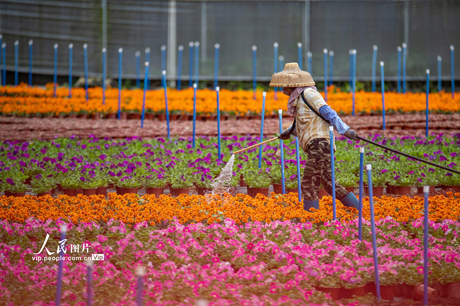 花に水を與える花農家（撮影?蒙鐘徳/寫真著作権は人民図片が所有のため転載禁止）。