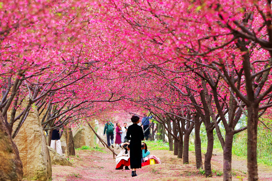 福建省廈門市海滄區(qū)鰲冠村で満開を迎えた桜（撮影?許建勲）。