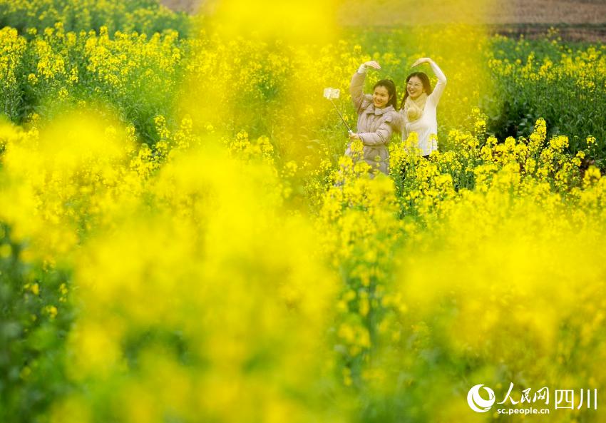 菜の花畑で寫真撮影などを楽しむ市民（撮影?張啓富）。