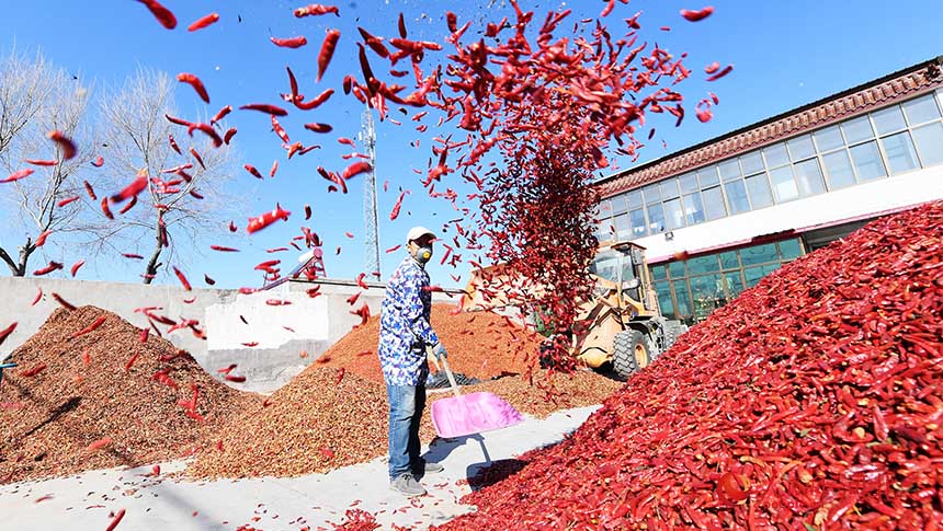 河北省定州市大鹿荘郷帥村で、唐辛子を乾燥させる村民（撮影?白永民）。