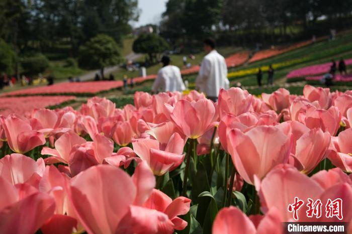 重慶長壽湖景勝地の百花島で、満開を迎えたチューリップの花（撮影?何蓬磊）。