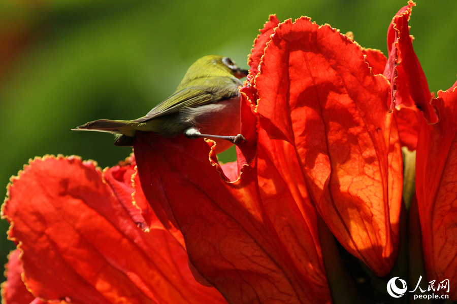 カエンボクの花にとまった小鳥（撮影?陳博）。