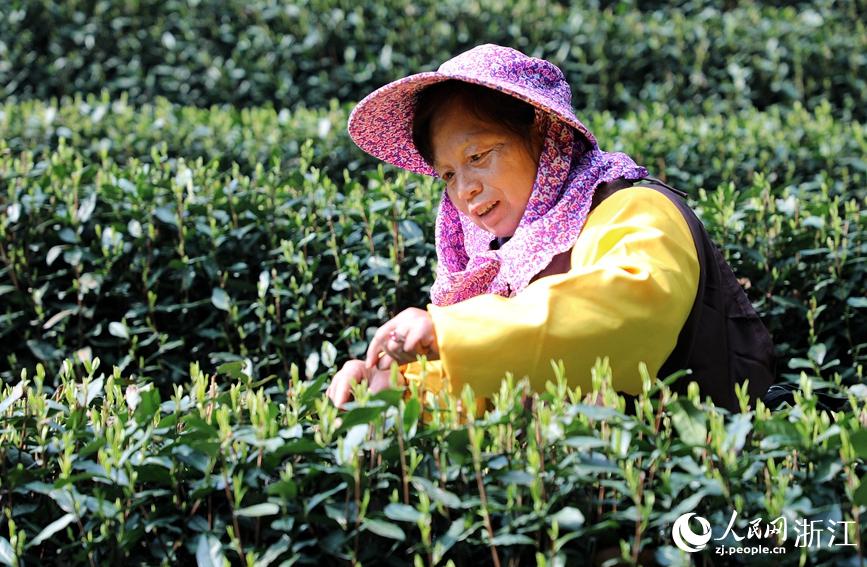 西湖竜井茶の茶摘み始まる　浙江省杭州