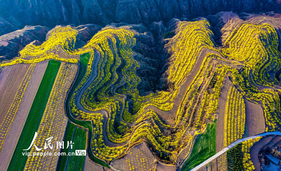 棚田を黃色く染めるレンギョウの花　山西省絳県