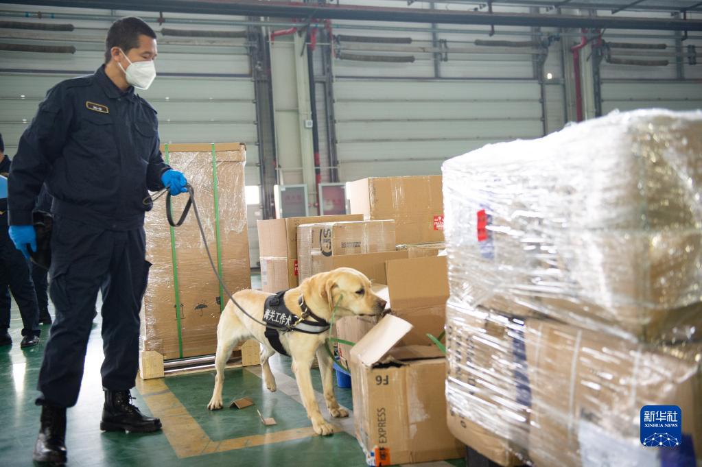 首都空港で、検疫探知犬を使い、稅関の管理監督下にある國際宅配貨物倉庫で貨物の検査を行う稅関職員（3月20日撮影?陳鍾昊）。