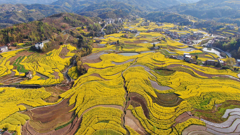 菜の花が満開を迎え、美しい景観広がる260年の歴史を誇る漢陰県鳳堰古棚田。