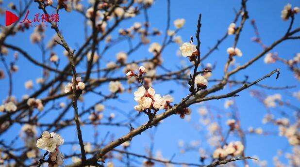 春景色を愛で、芳しい花々を楽しむ　山東省菏沢