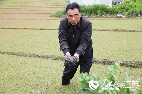 有機(jī)栽培水田の泥炭狀の粘り気のある黒い土を見せてくれる蔣巷村の村民。（撮影?楊文全）