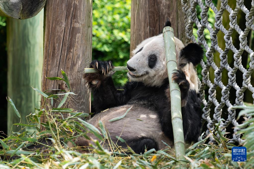 米テネシー州のメンフィス動物園で撮影されたジャイアントパンダの「丫丫」（4月25日撮影?劉傑）。