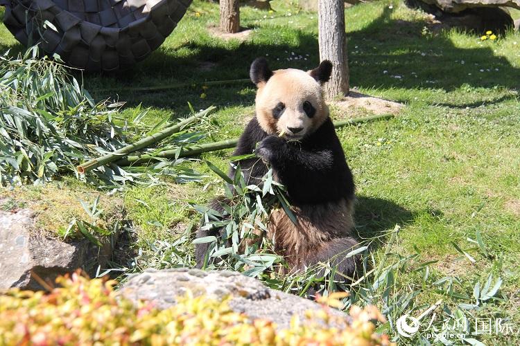 今年4月20日、竹を食べるパンダ「圓夢」（撮影?劉玲玲）。