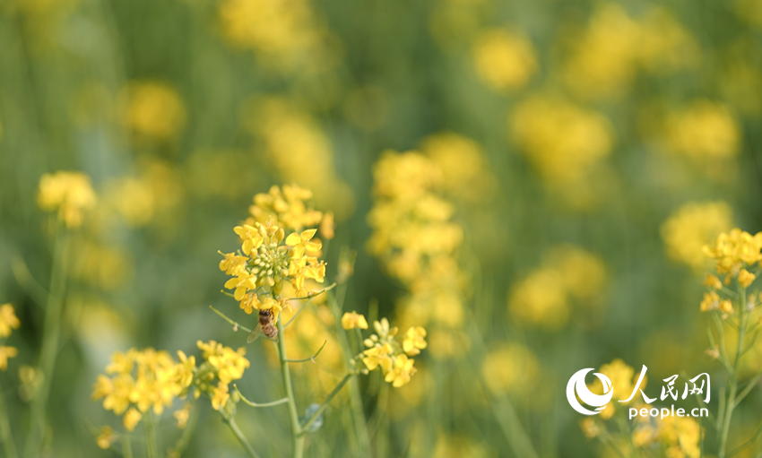 満開を迎えた菜の花（撮影?王天楽）。