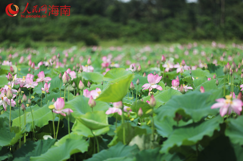 ハスが開(kāi)花し、本格的に夏が到來(lái)している海南省文昌