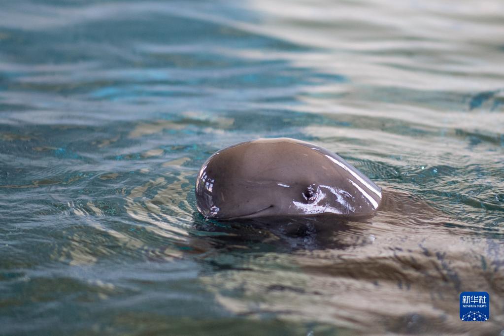 中科院水生所ヨウスコウカワイルカ館で、水中を泳ぐ長江スナメリの「淘淘（タオタオ）」（7月5日撮影?肖蕓九）。