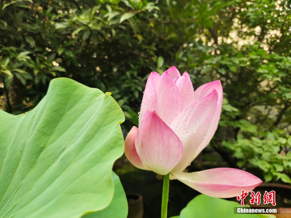 千年の時(shí)を経て花開いたハスの花　浙江省麗水市