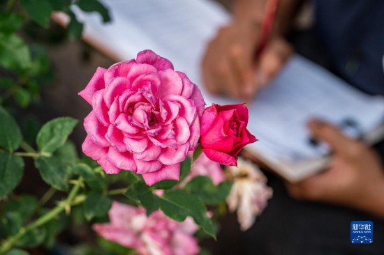 10月20日、バラの花びらの數(shù)や枝の長(zhǎng)さなどを観察表に記録する田氏（撮影?胡超）。