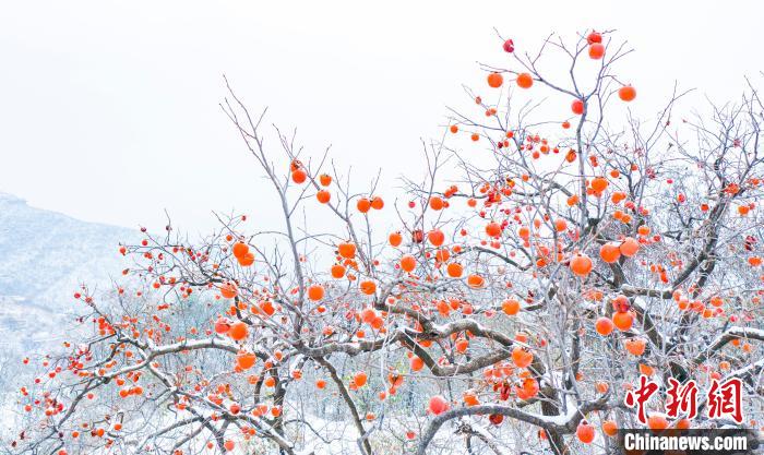 熟れた柿の実と雪の美しいコラボ　山西省左権県