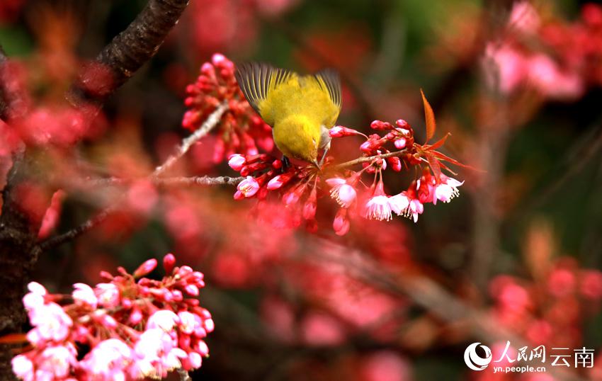 満開の冬桜の枝にとまった小鳥（撮影?馬衛(wèi)忠）。