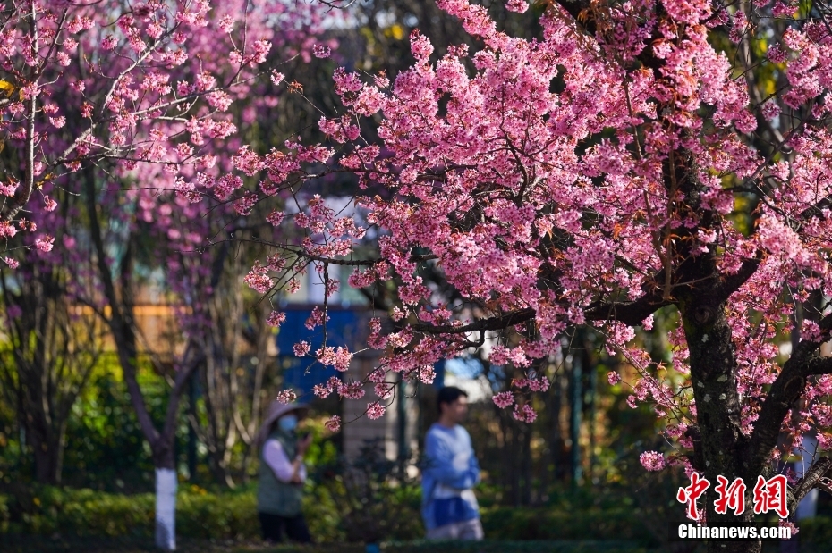 咲き誇る冬桜（1月2日撮影?劉冉陽）