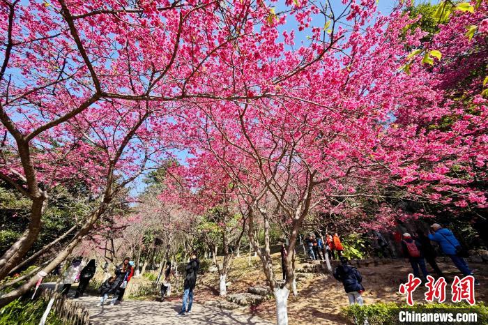 福州國家森林公園で、桜を楽しむ市民や観光客（撮影?王東明）。