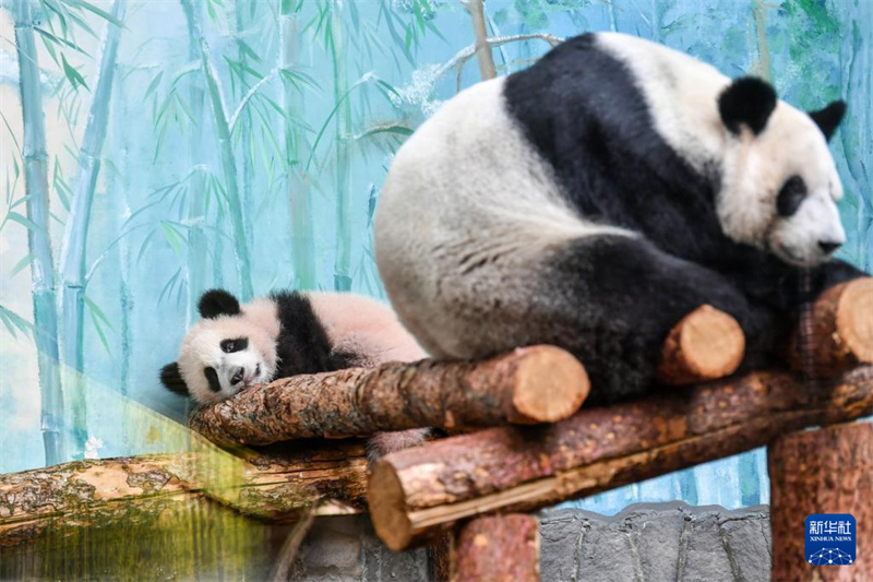 3月8日にロシアのモスクワ動物園で撮影されたジャイアントパンダの赤ちゃんの「カチューシャ」（左）とお母さんパンダの「丁丁」。（撮影?曹陽）