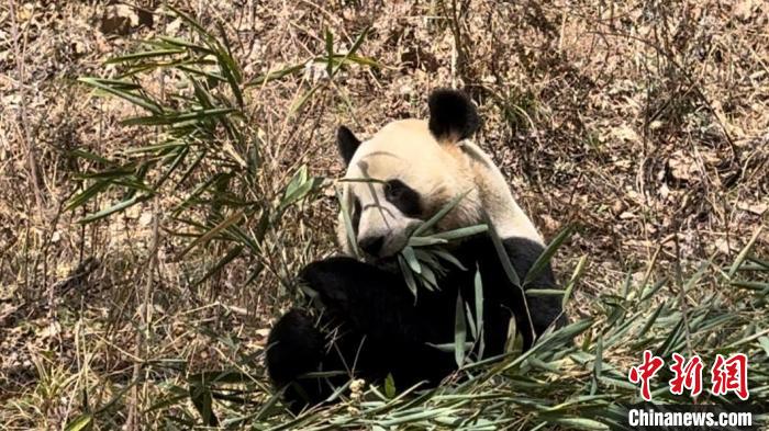 心地よい春の陽光を浴びながら、のんびりと竹を食べるジャイアントパンダの「恒恒」（寫真提供?仏坪県メディア融媒體センター）。