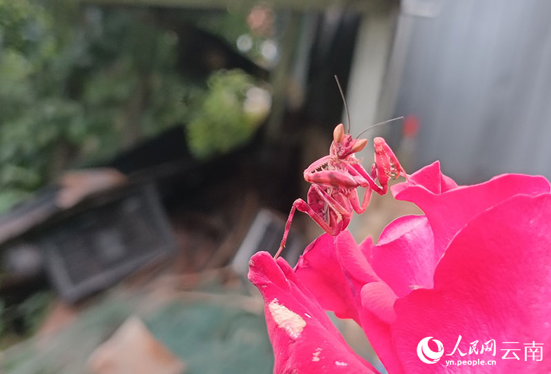 雲南省?寧洱で発見された赤いカマキリ。（撮影?方稷）