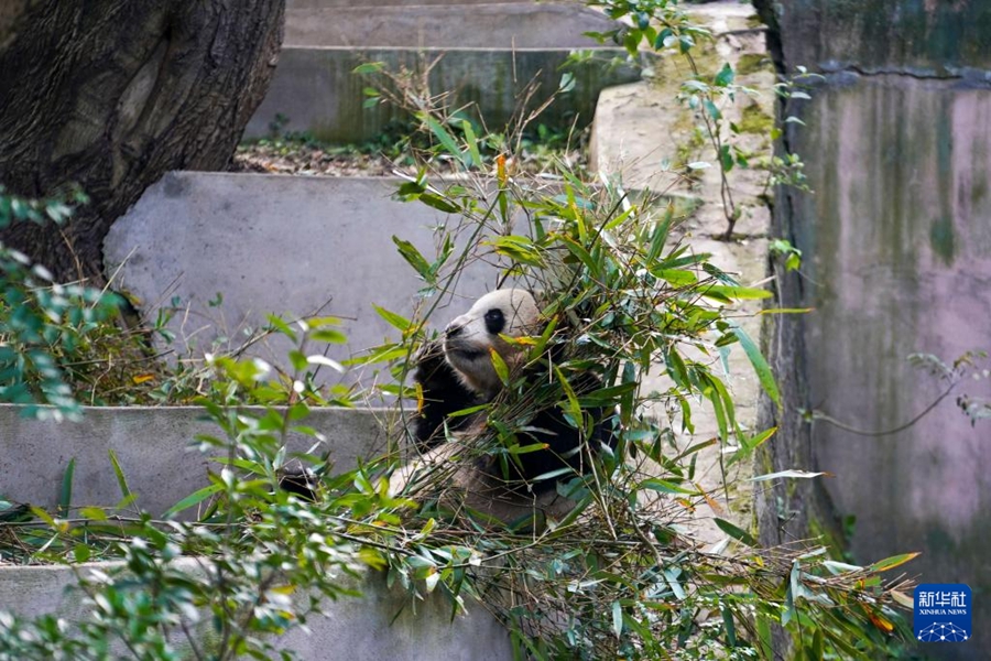 成都ジャイアントパンダ繁殖研究基地で、竹を食べるオスのジャイアントパンダ「夢想（ムンシャン）」。「夢想」は2019年9月1日に獨ベルリン動物園で誕生（11月21日撮影?胥氷潔）。