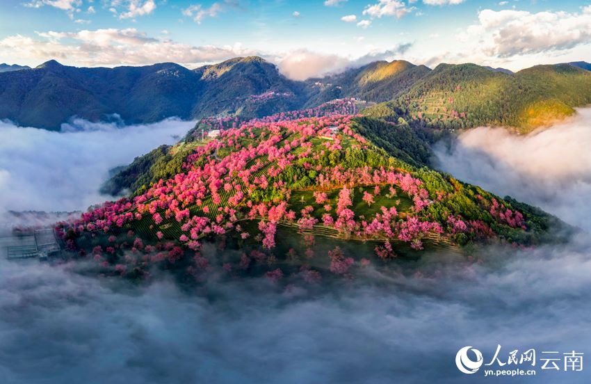 雲南省大理白族自治州南澗彝族自治県にある無量山で、霧に包まれた美しい桜花谷（撮影?楊継培）。