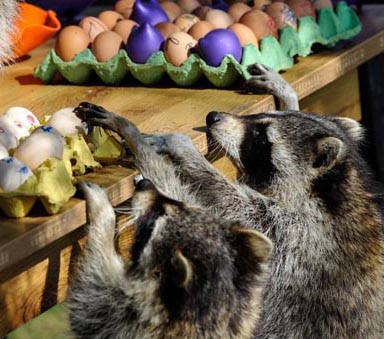 昆明　食いしん坊のアライグマが卵で元旦を迎える