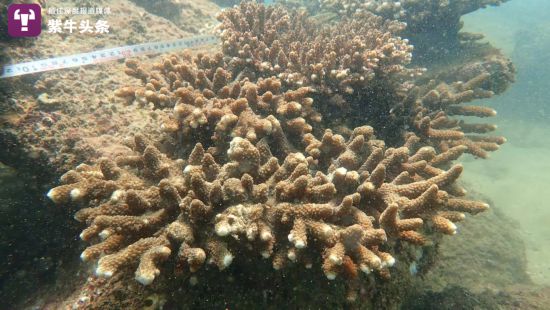 海底のサンゴ。